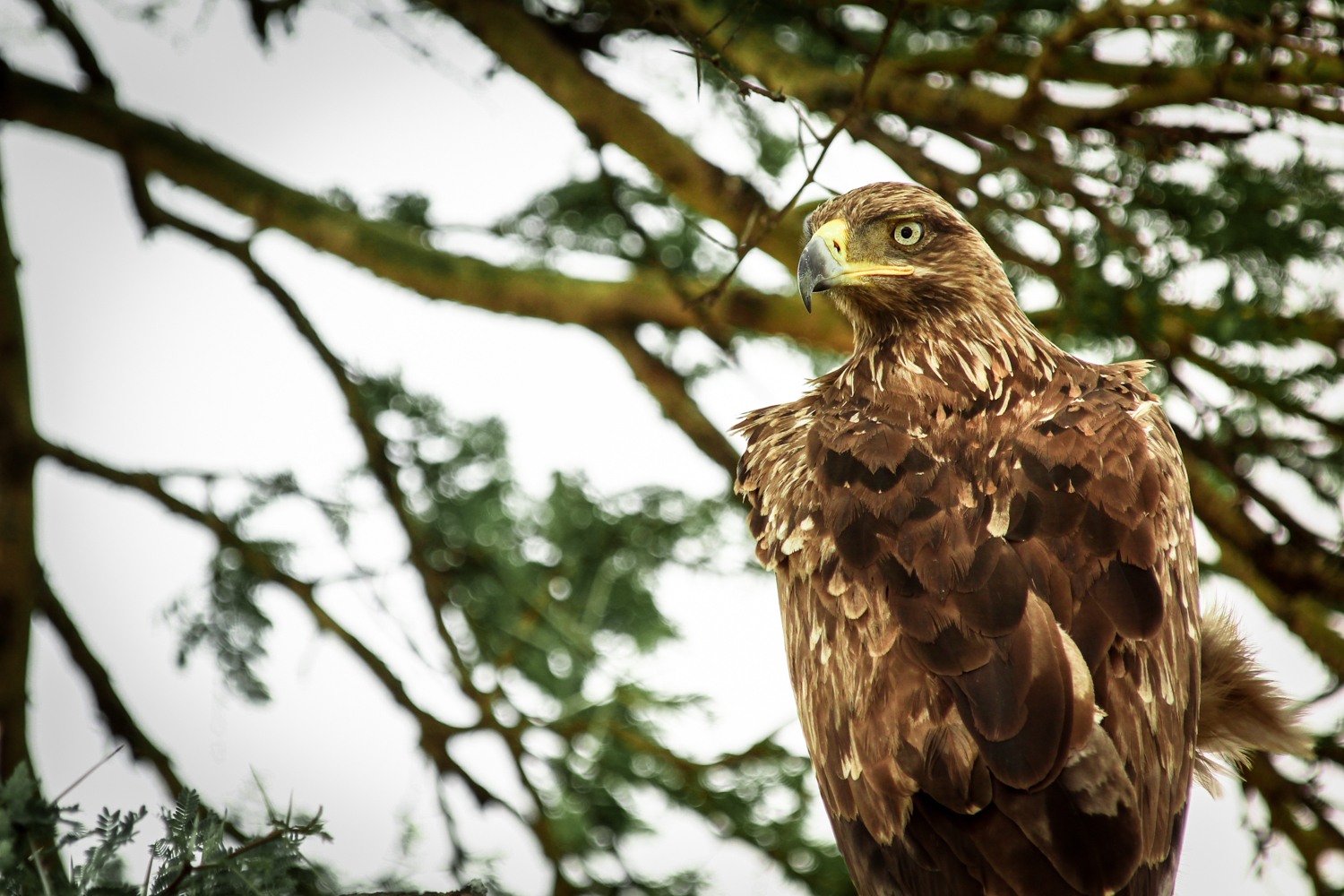 native-american-symbols-eagle-native-american-eagle-symbol